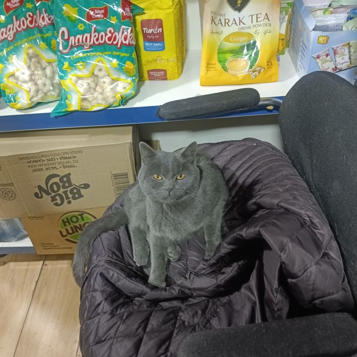 Продается Пародисты кот