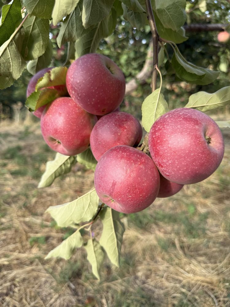 Яблоки Апорт Лимонка