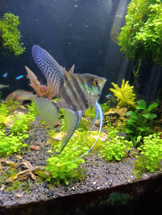 Рибка   Скалария