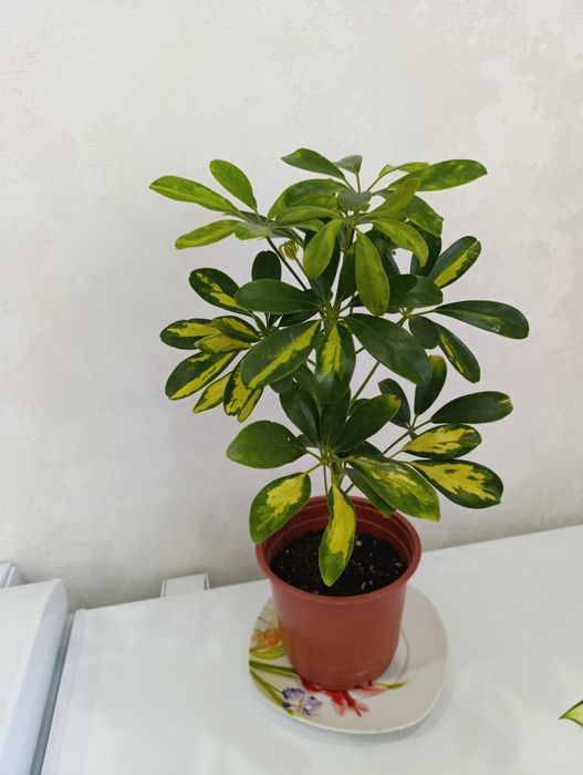 Шефлера -комнатные цветы