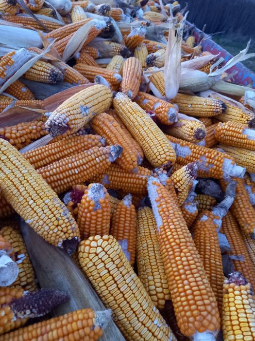 Vând porumb kws ,0.8 lei/ kg