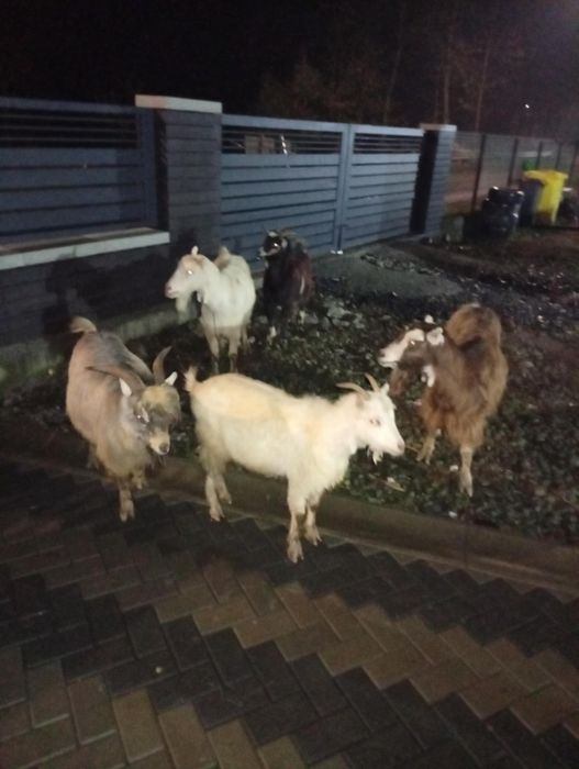 Patru capre și un țap