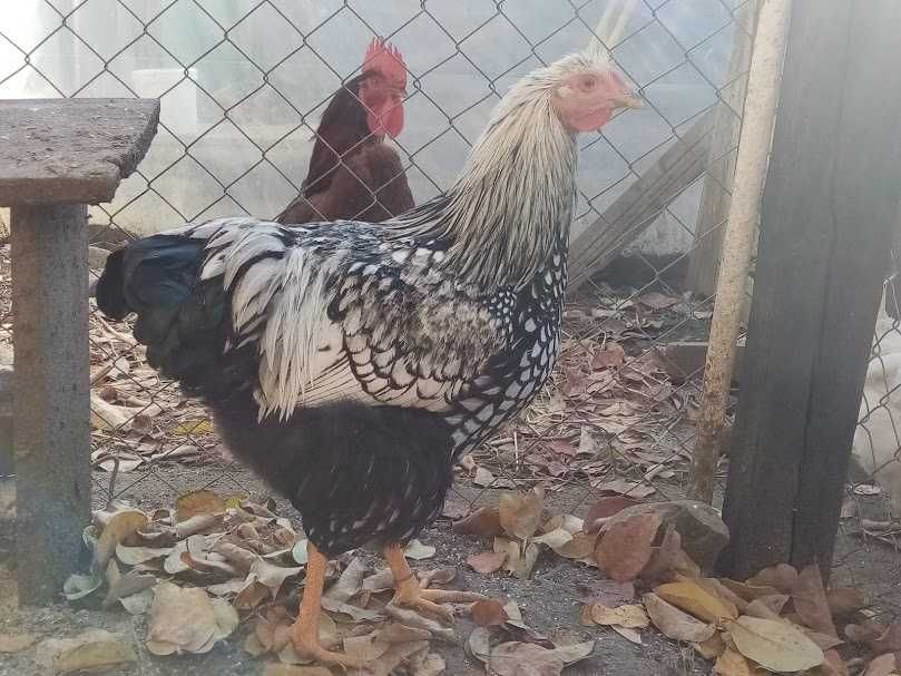 Cocos Wyandotte 2025