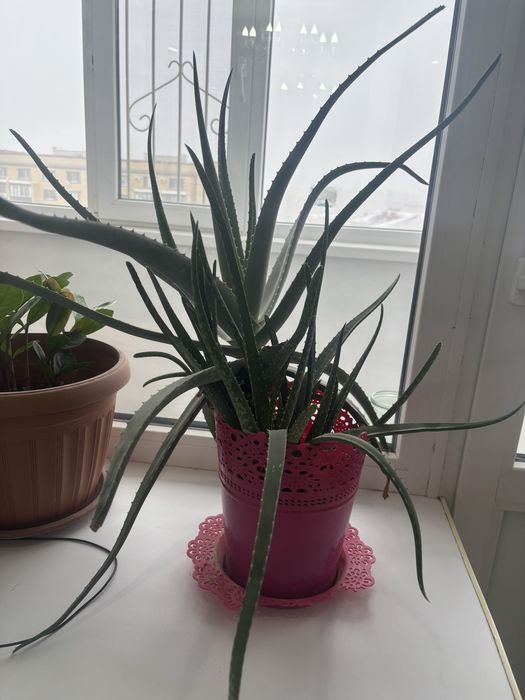 Продам алоэ более 3 х лет