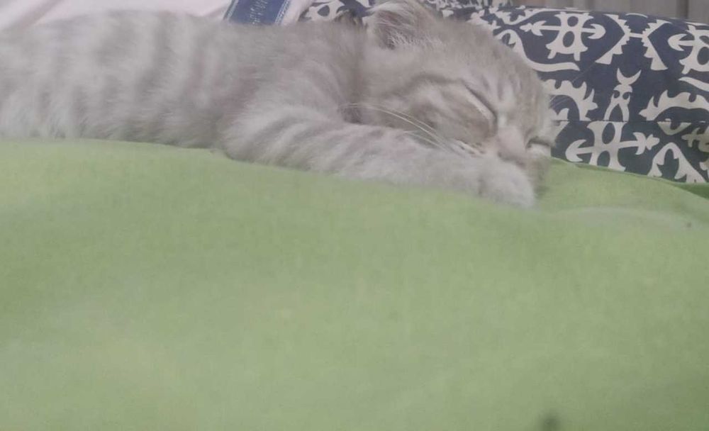 Продам очень красивую вислоушку котёнка