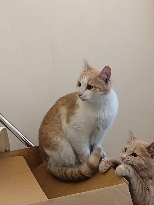 В добрые руки кошечку. С ненавязчивым отслеживанием.