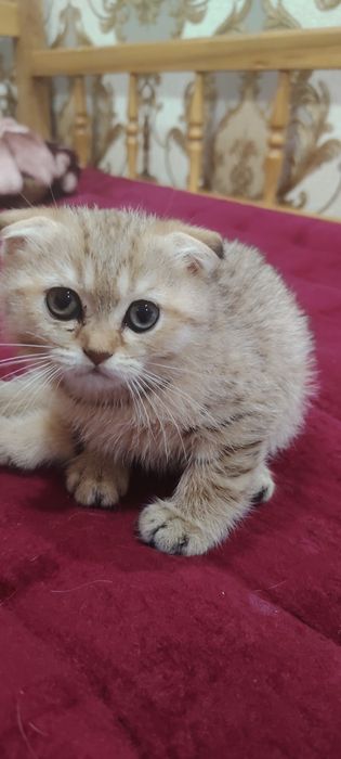 Fold tigroviy  shinshila