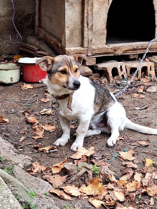 Кученце търси нов дом