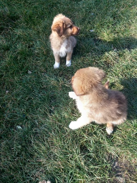 Donez cățeluși talie mică