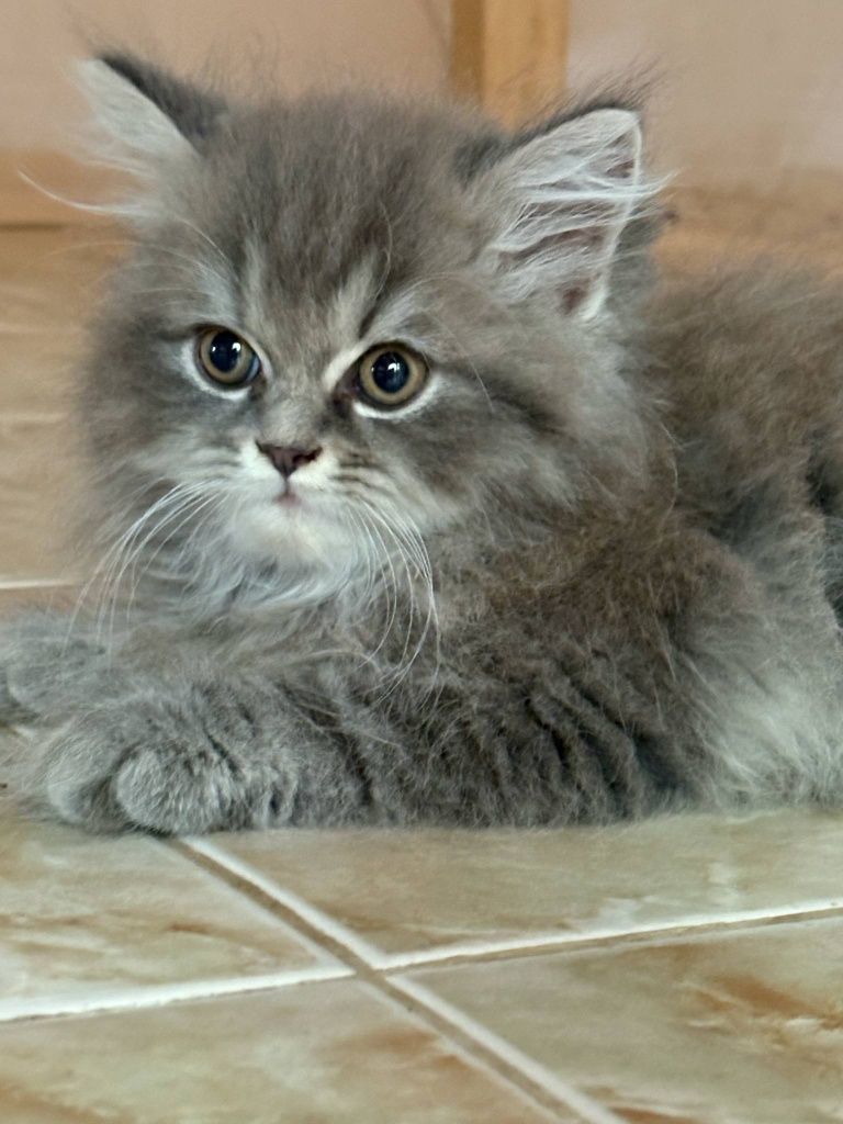 Персийско коте сиво
