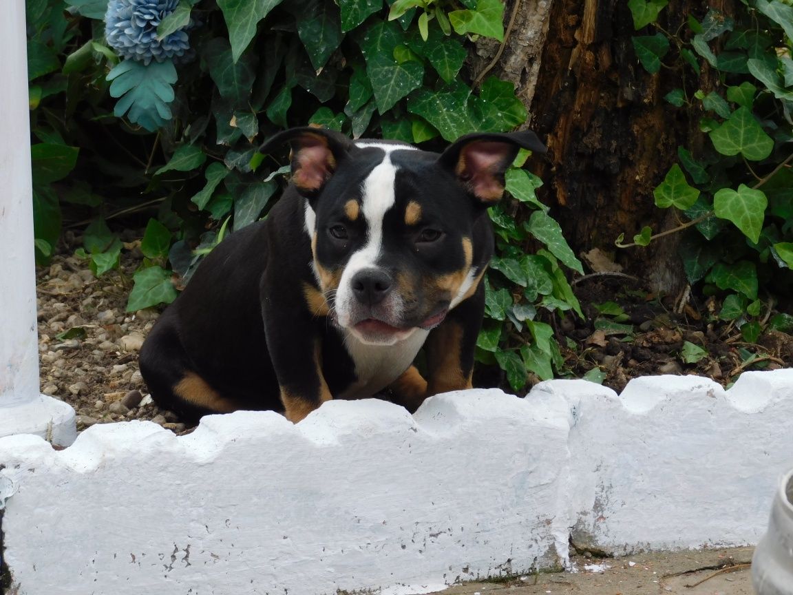 American bully Super ocazie fetița tricolor