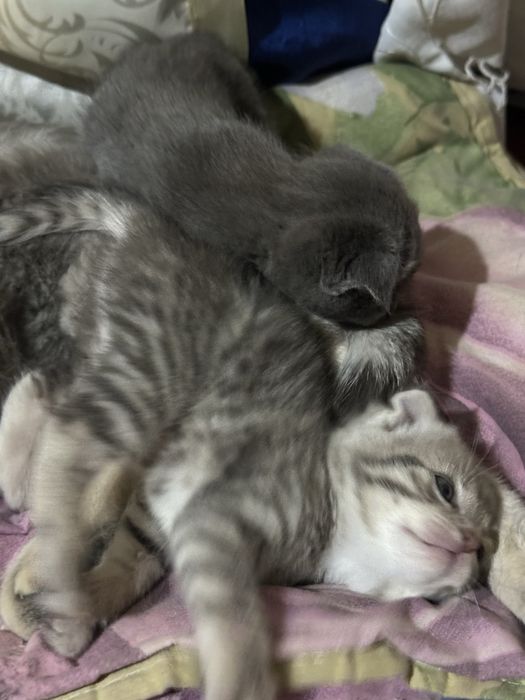 Scottish fold. Mushig bollari
