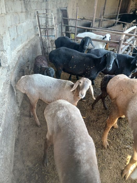 Qoyla sotiladi narxi