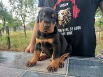 Doberman negru, mascul, prenotare cățel de excepție, pedigree opțional