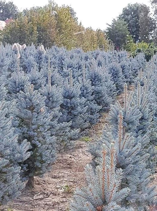 Plante ornamentale