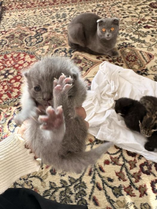 Продаются котята родились 2 недели назад