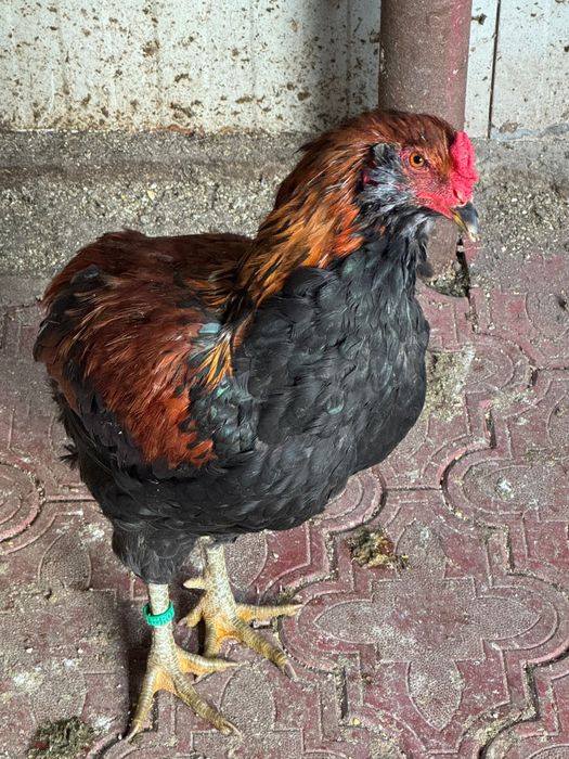 Cocoși de rasă – Moțați, Wyandotte, Ameraucana, Păduană, Australorp