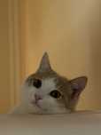 Отдам котят в хорошие руки