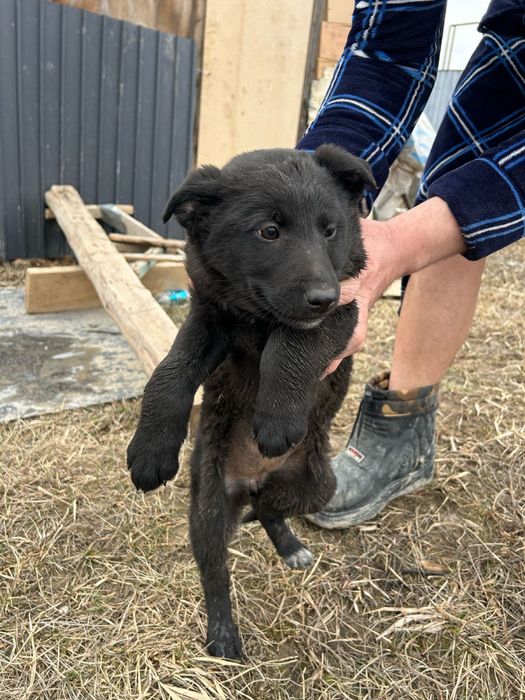 Щенок в добрые руки