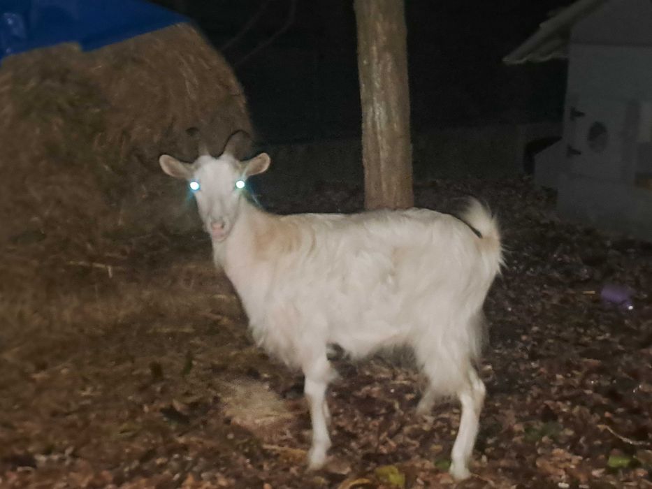 Capre de carne foarte bune