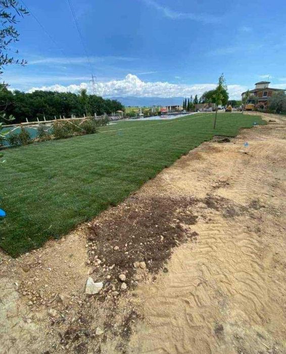 Fă-ți grădina să strălucească cu plante ornamentale de calitate!