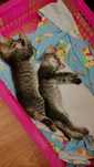 Котята добрые руки