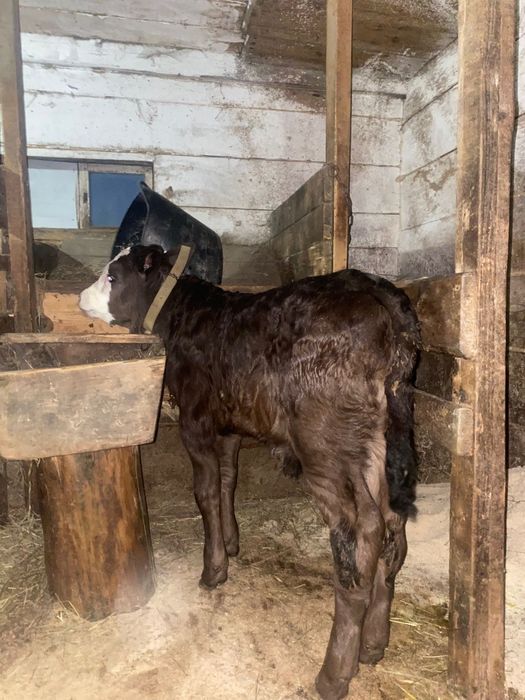 Vând vițel de o luna de zile