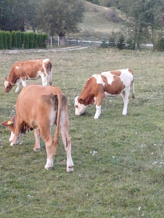 Vind 5 juninci baltate sunt gestant 4 din ele. se vind toate la pachet