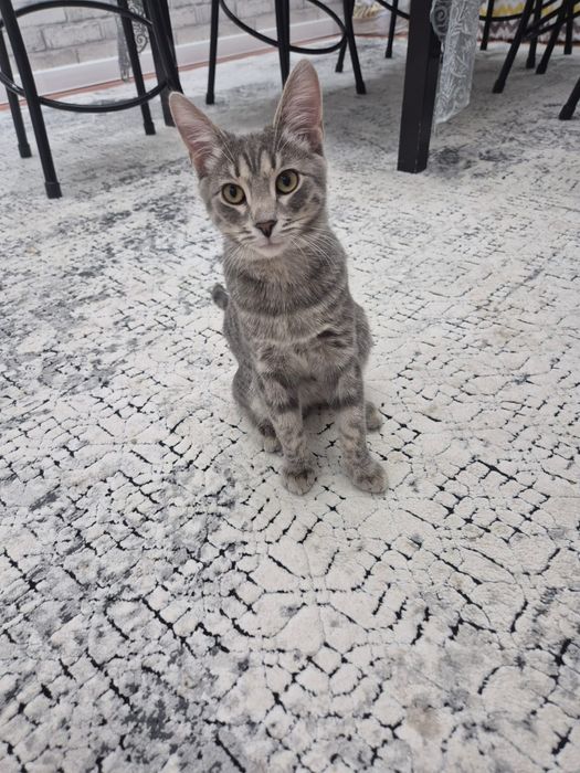 Мысық іздейміз жоғалып кетті