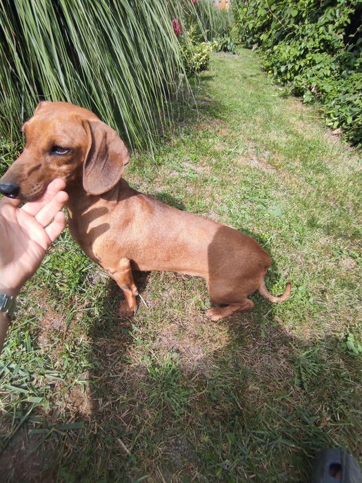 Vând Femelā Teckel