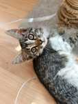 Котенок в хорошие руки