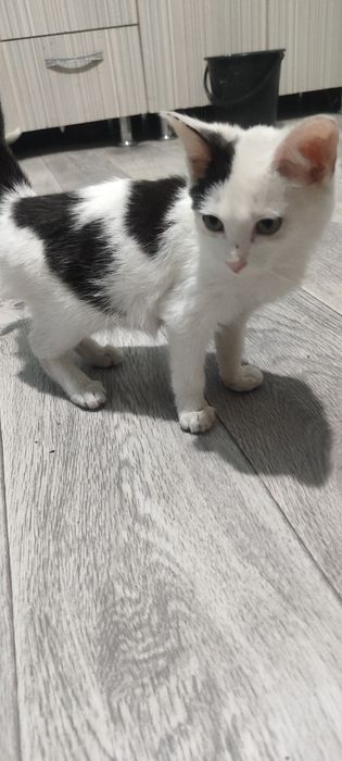 Отдам котёнка в хорошие руки .