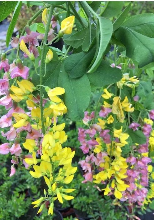 Salamul lui Adam bicolor