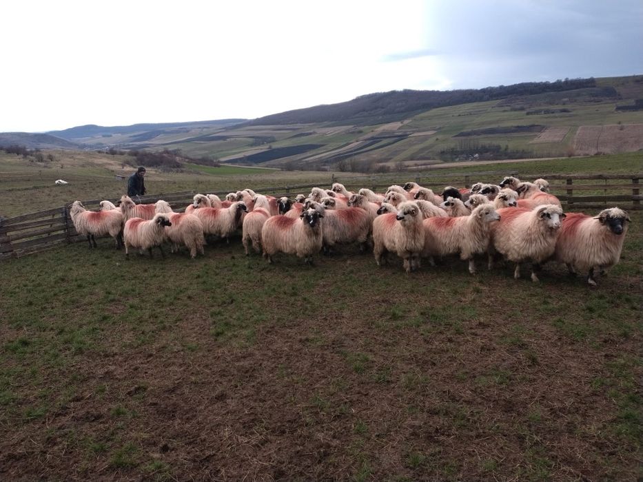 Vând 60 de oi tinere