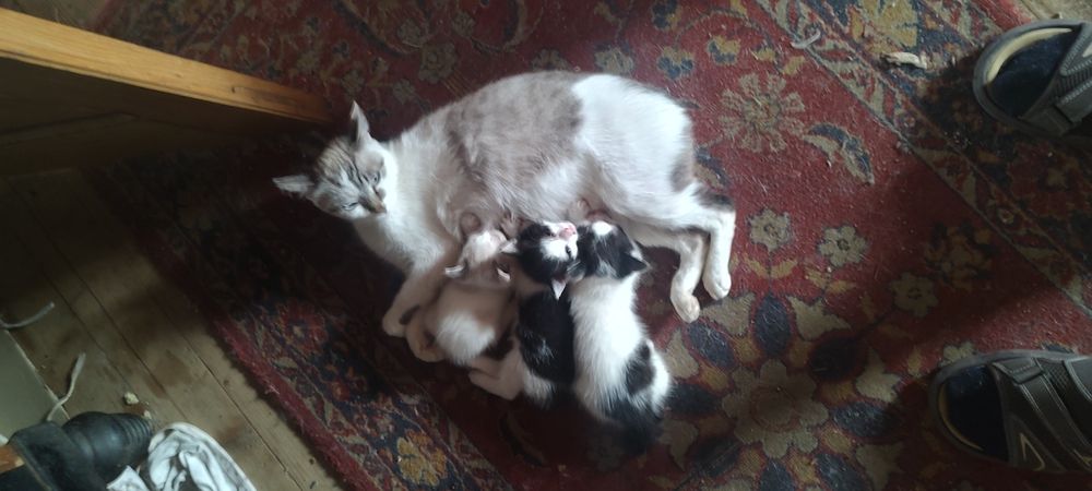 pui pisica donez metis birmanezi