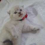 Pui british shorthair