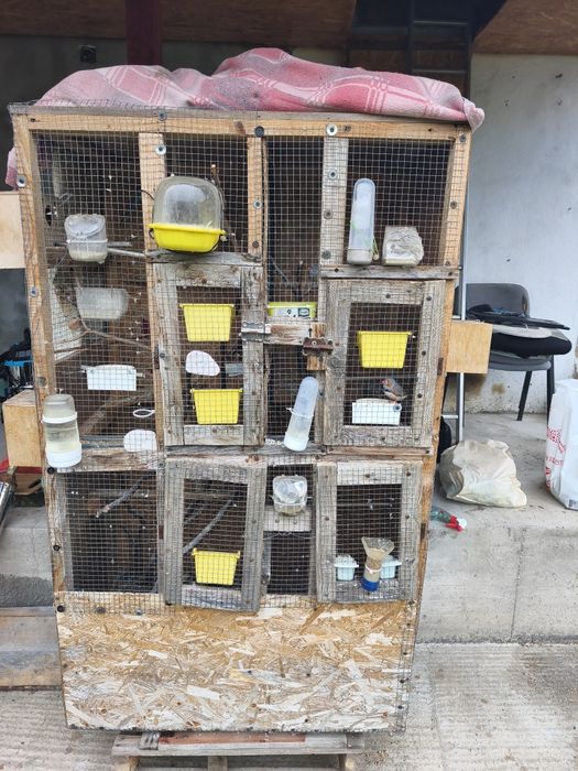 Vând păsări de curte și exotice