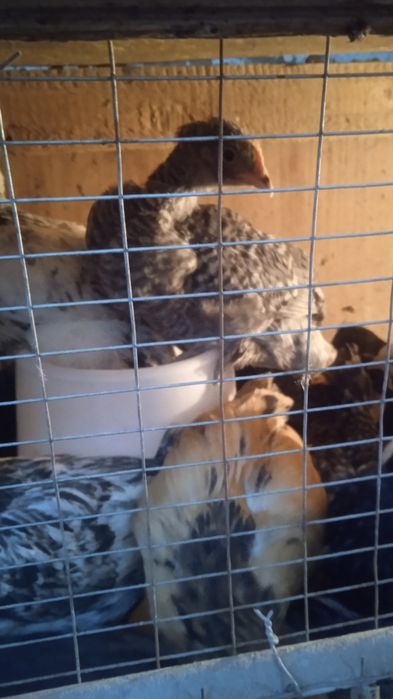 Цыплята домашние