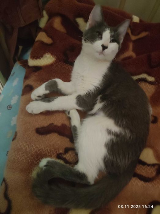 Отдам, кошка 7 месяцев.