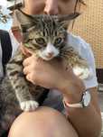 Котенок 3 месяца мальчик