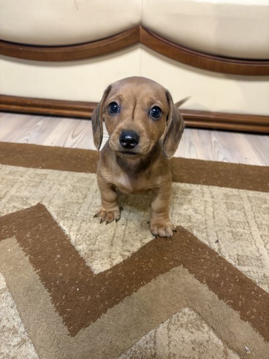 Titlu: Pui Teckel pitic (Soricar, Dachshund)