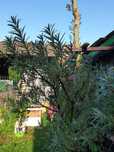 Pomi fructiferi anul 4, Cătină, Viță-de-vie, Muri, Meri, pe rod