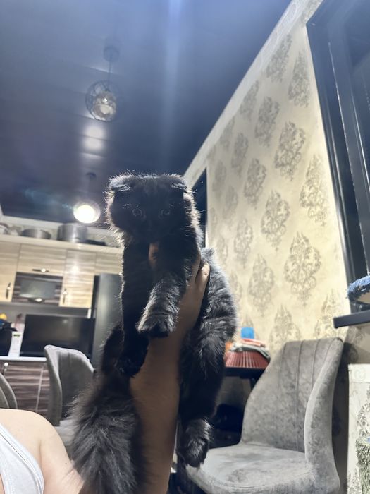 Фолд Хайленд Мальчик Пушистый Скотиш фолд