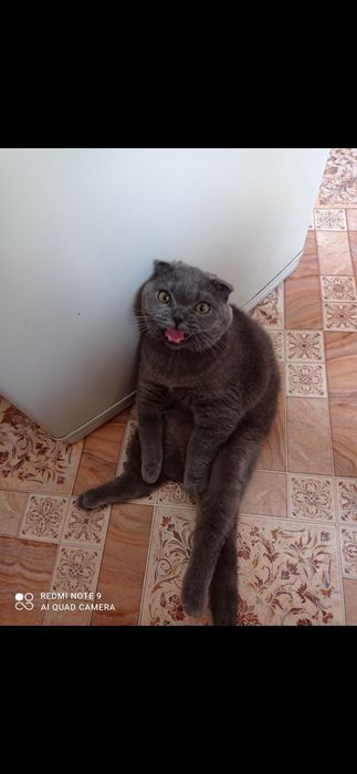 Отдам чистокровного вислоухого британец кота