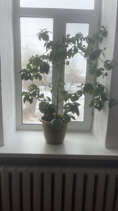 Китайская роза цветок полный