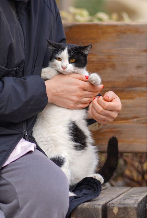 Кошечка БУСИНКА и ее братики в поисках дома!