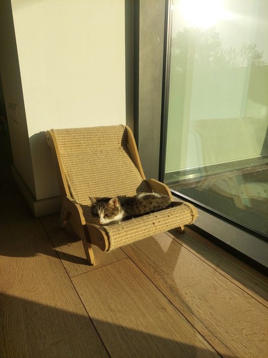 Котенок девочка ласковая Ташкент