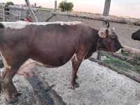 Vaca de vânzare.