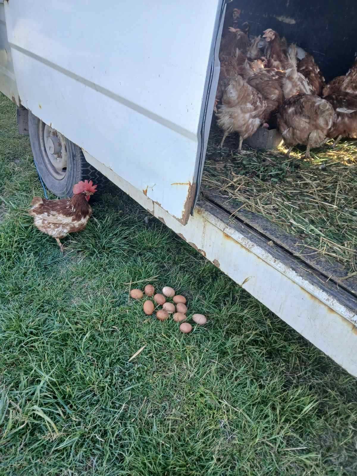 Продавам пронесли млади ярки и кокошки Ломан браун