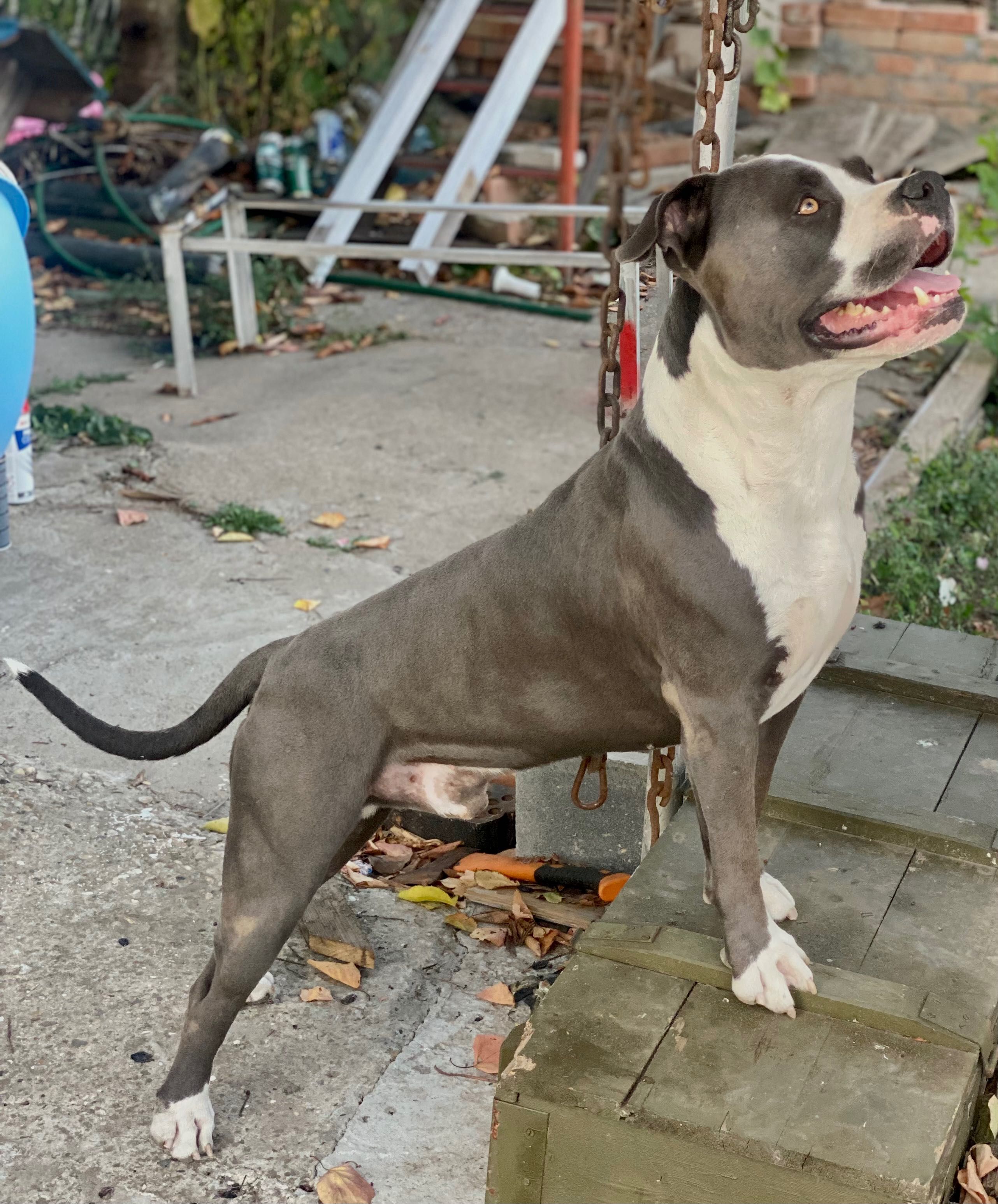 American bully pocket бебе